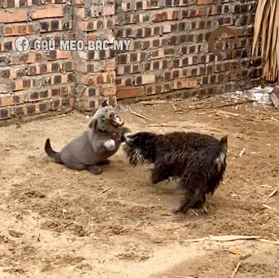 dong vat bieu cam lay loi anh 9