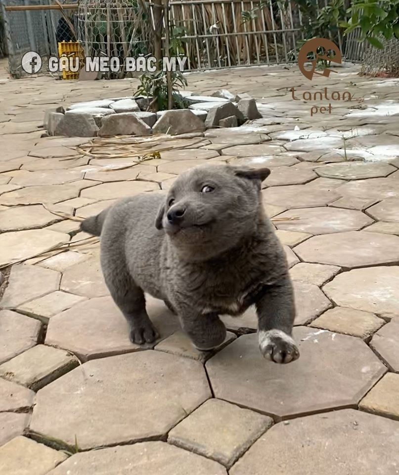 dong vat bieu cam lay loi anh 5