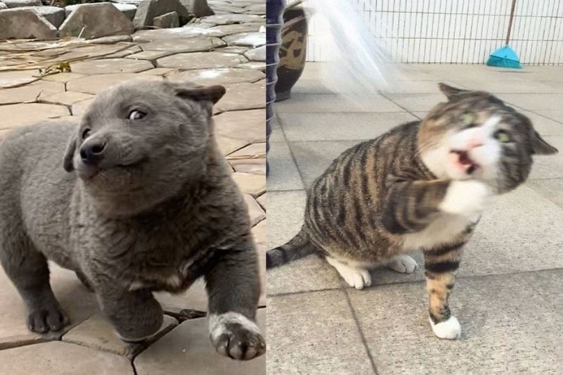 Dui va nhung thu cung noi danh tren mang nho bieu cam dien sau hinh anh