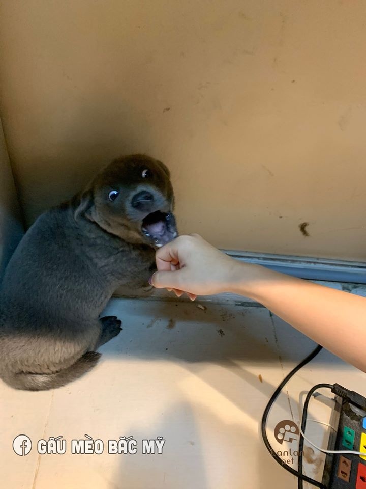 dong vat bieu cam lay loi anh 8