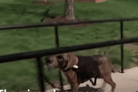 Chu cho di giao hang thay chu vao mua dich hinh anh