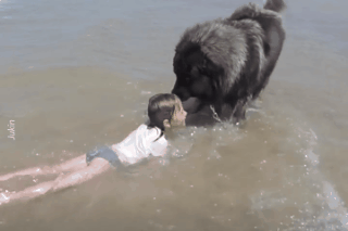 Nhung chu cho sot sang bao ve chu nhan hinh anh