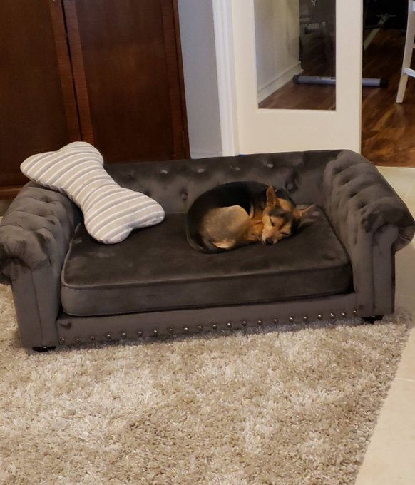 thu cung len truyen hinh anh 3