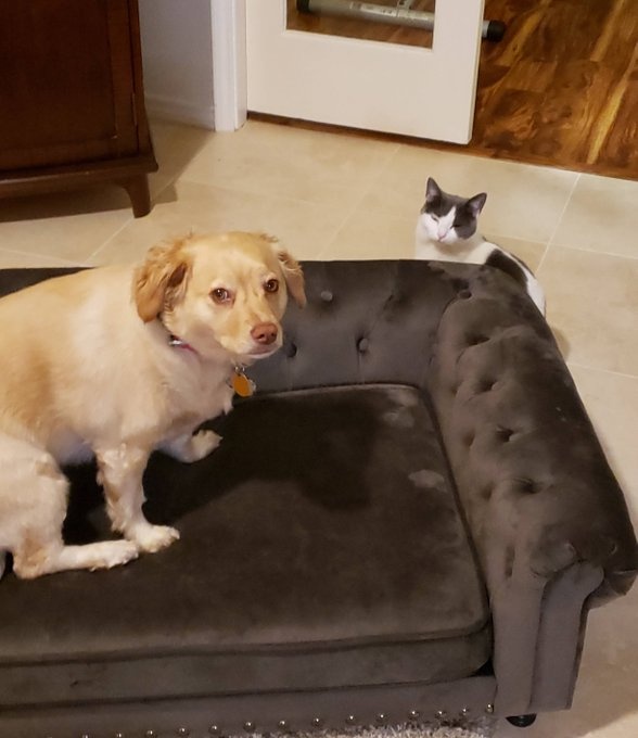 thu cung len truyen hinh anh 4