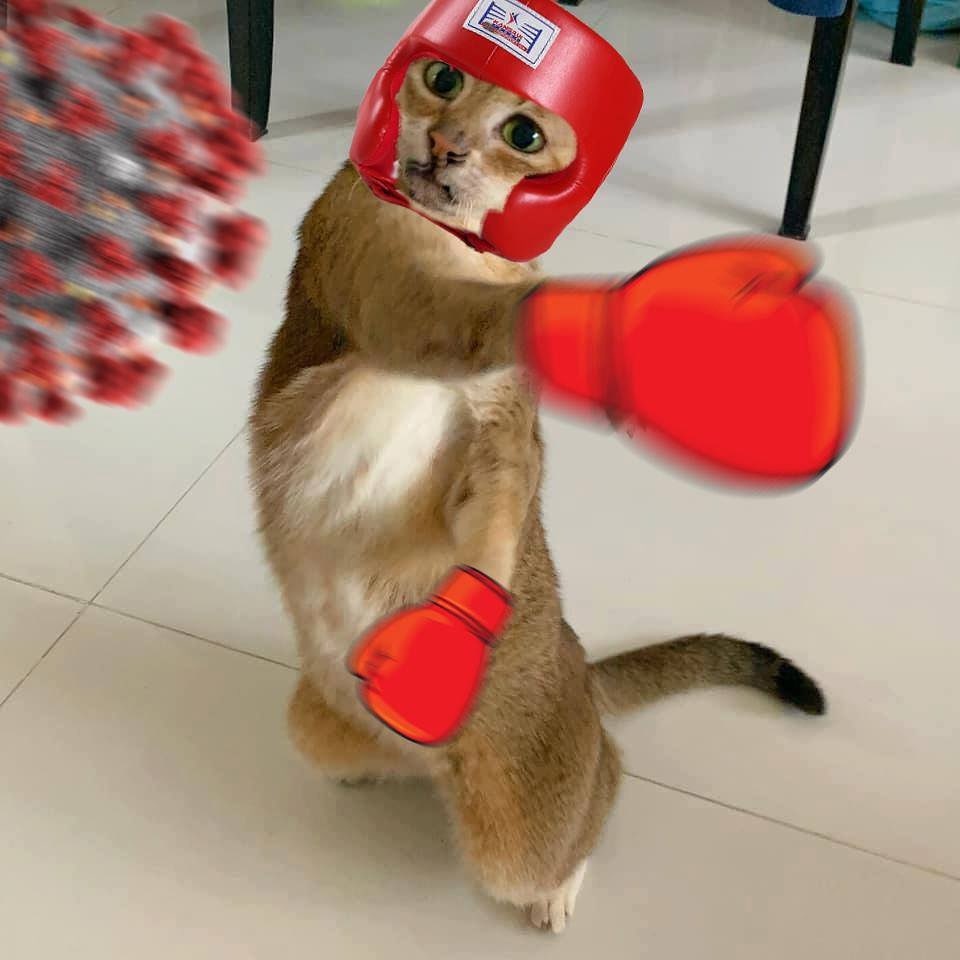 chú mèo không tai ảnh 9 chu meo khong tai anh 9