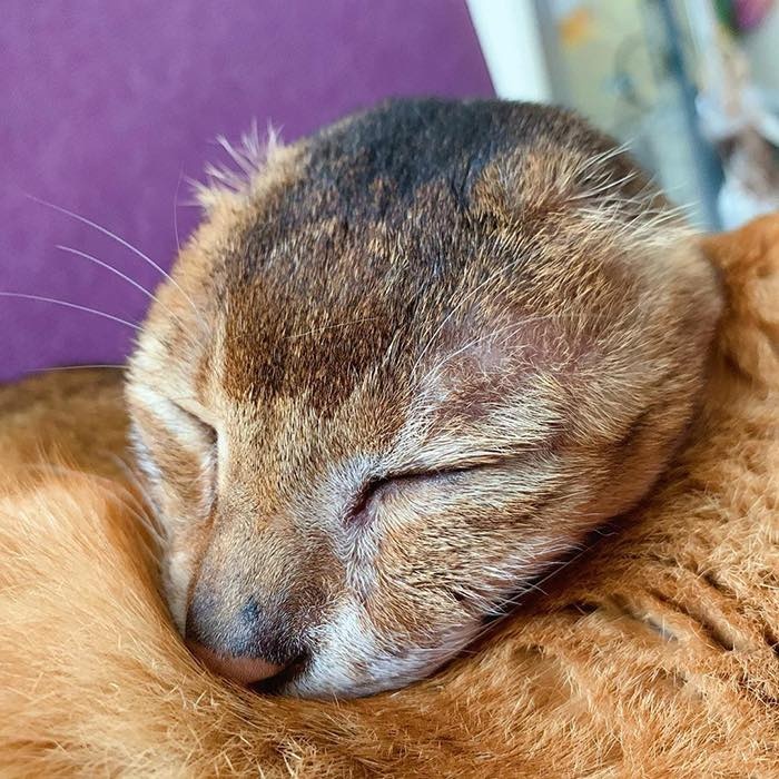 chú mèo không tai ảnh 2 chu meo khong tai anh 2