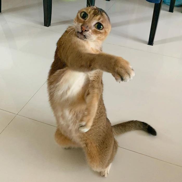 chú mèo không tai ảnh 4 chu meo khong tai anh 4