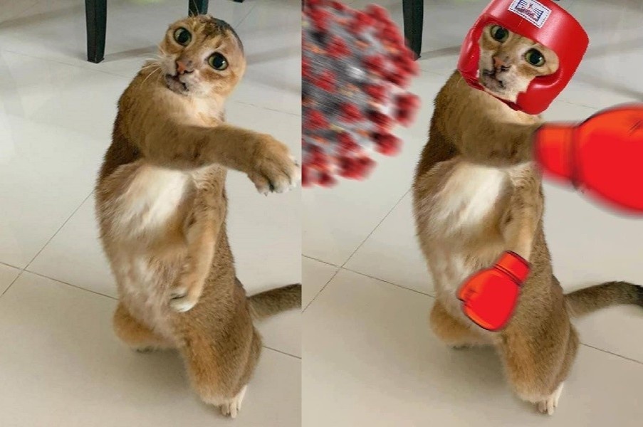 Potato - chu meo khong tai truyen cam hung tren mang hinh anh