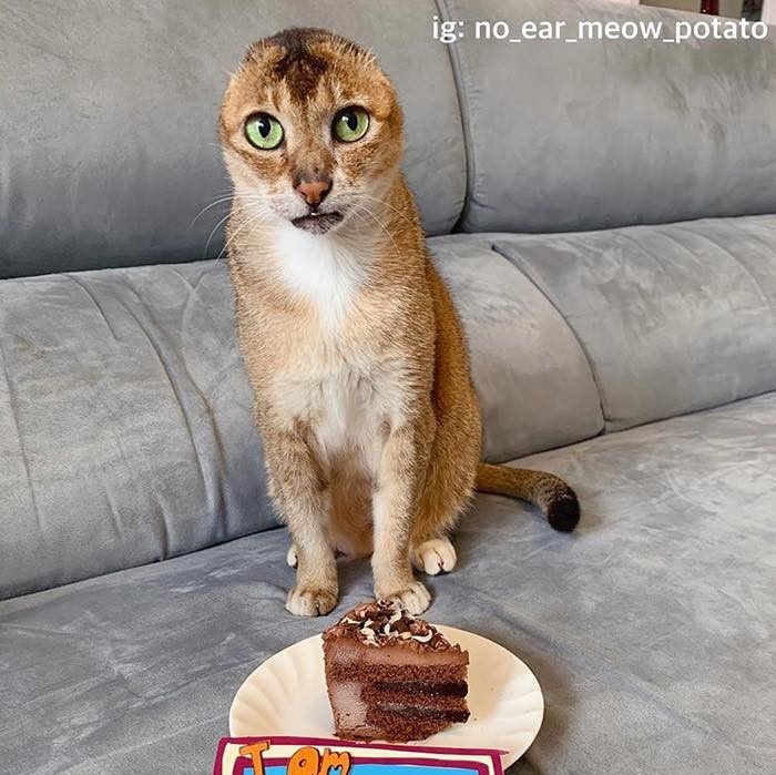 chu meo khong tai anh 1