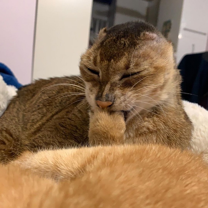 chú mèo không tai ảnh 3 chu meo khong tai anh 3