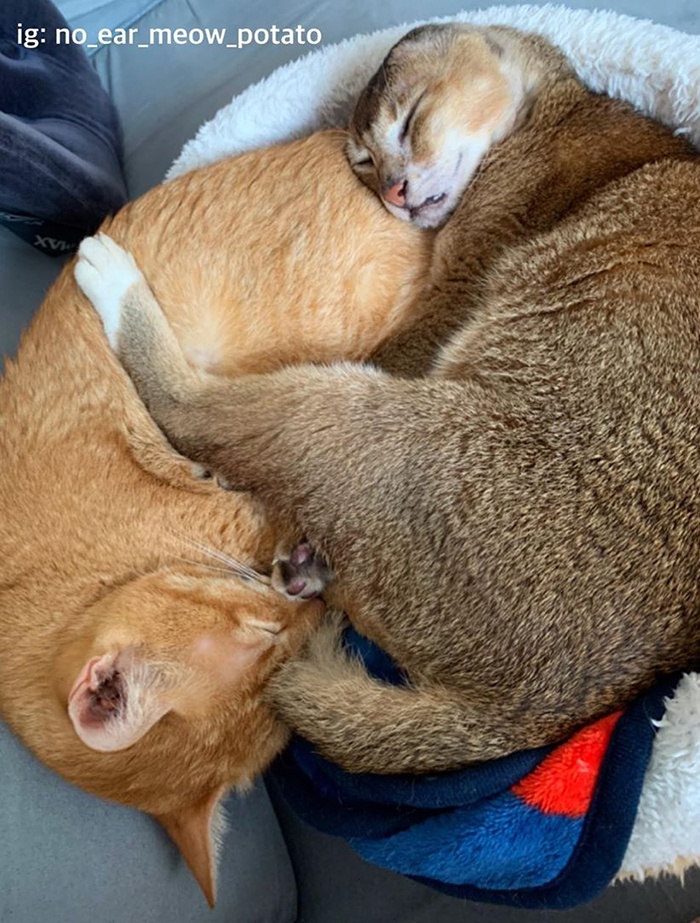 chú mèo không tai ảnh 7 chu meo khong tai anh 7