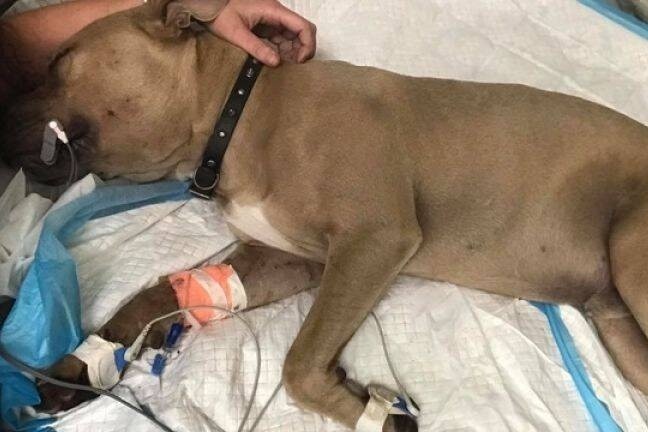 Cho bi thuong khi do dan, chet vi danh nhau voi ran de bao ve chu nhan hinh anh