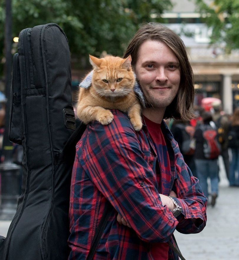 Bob chu meo duong pho anh 2