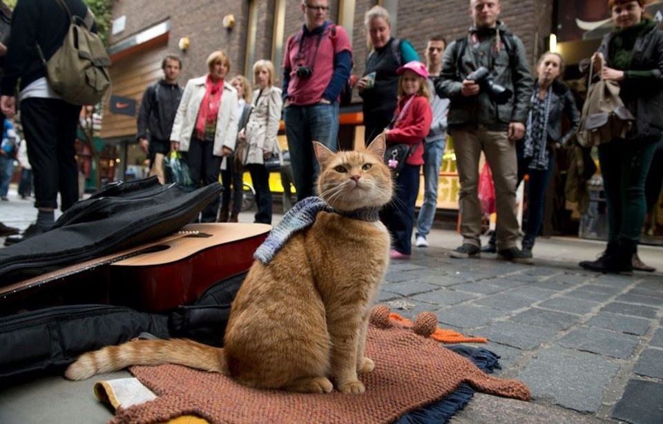 Bob chu meo duong pho anh 3