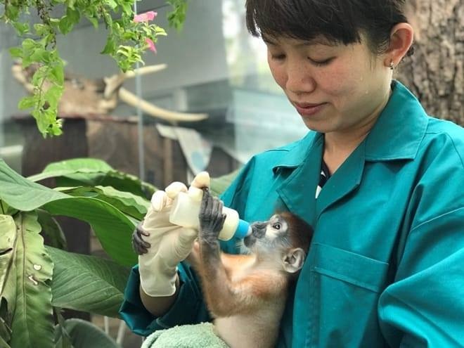 Thao Cam Vien kho khan anh 1