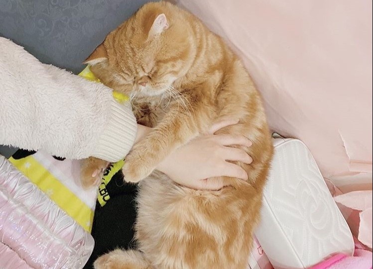 ngược đãi mèo ảnh 4 nguoc dai meo anh 4