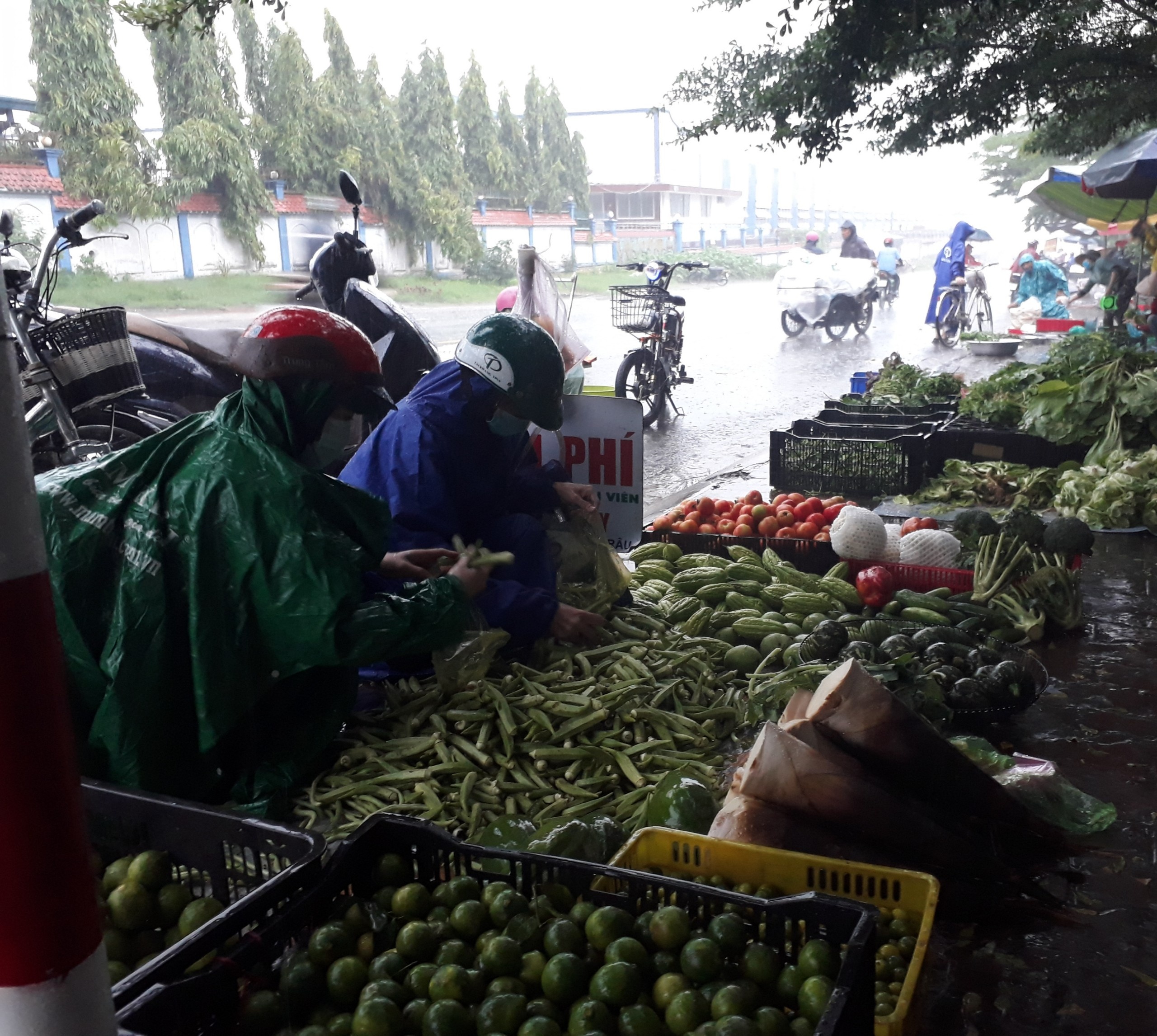 phat rau mien phi anh 7