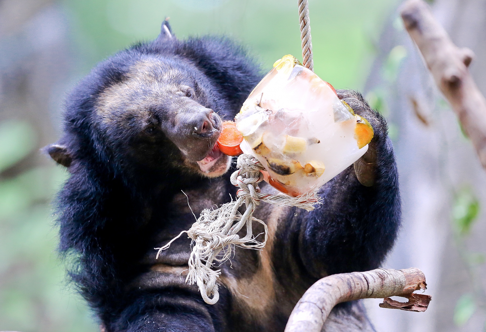 Cứu trợ Thảo Cầm Viên ảnh 2 Cuu tro Thao Cam Vien anh 2