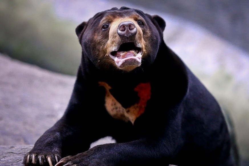 Thao Cam Vien duoc ung ho 2,5 ty, thong bao ngung nhan quyen gop hinh anh