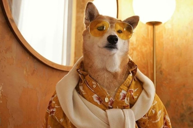 3 chu cho la mau thoi trang noi tieng hinh anh