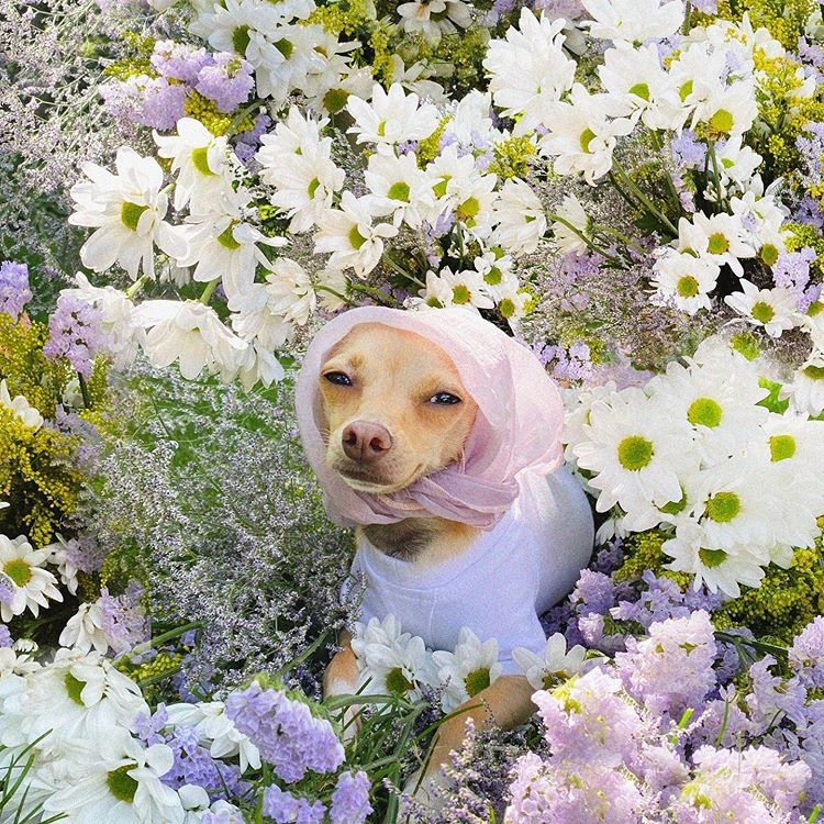 cho thoi trang anh 7