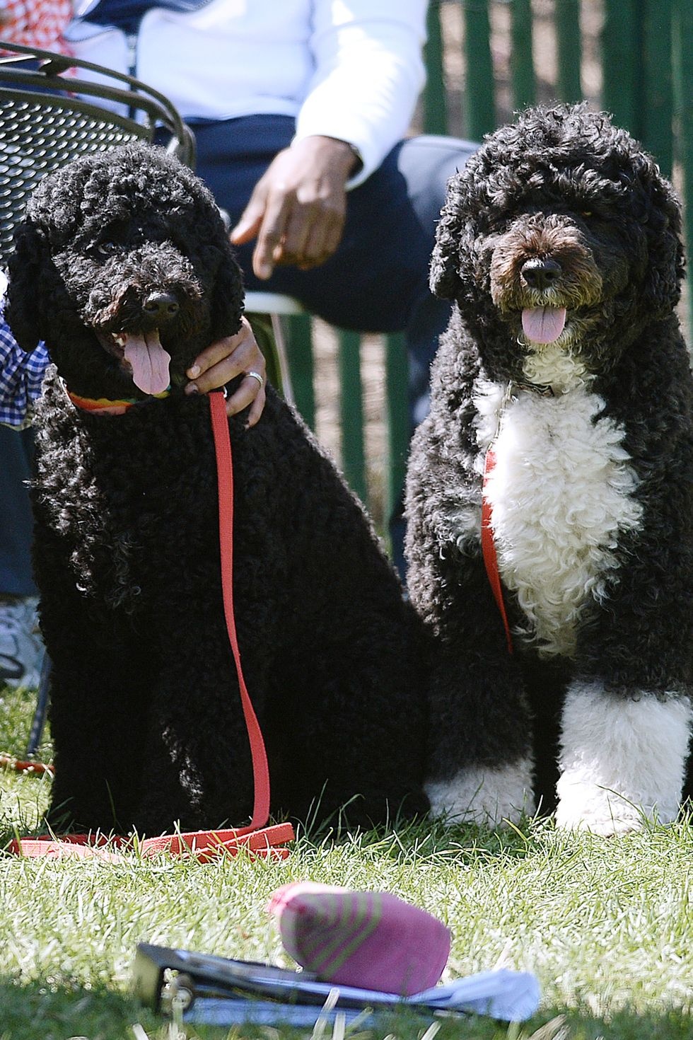 cho cung cua tong thong anh 10