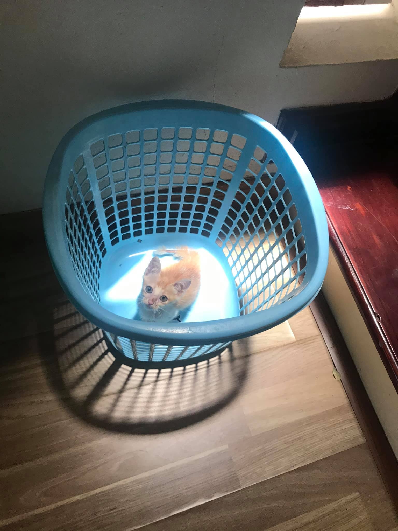 mèo đóng thế ảnh 4 meo dong the anh 4