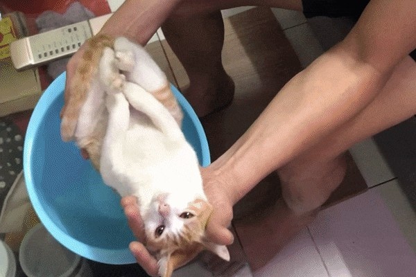 Chu meo trong clip huong dan tam cho em be hinh anh