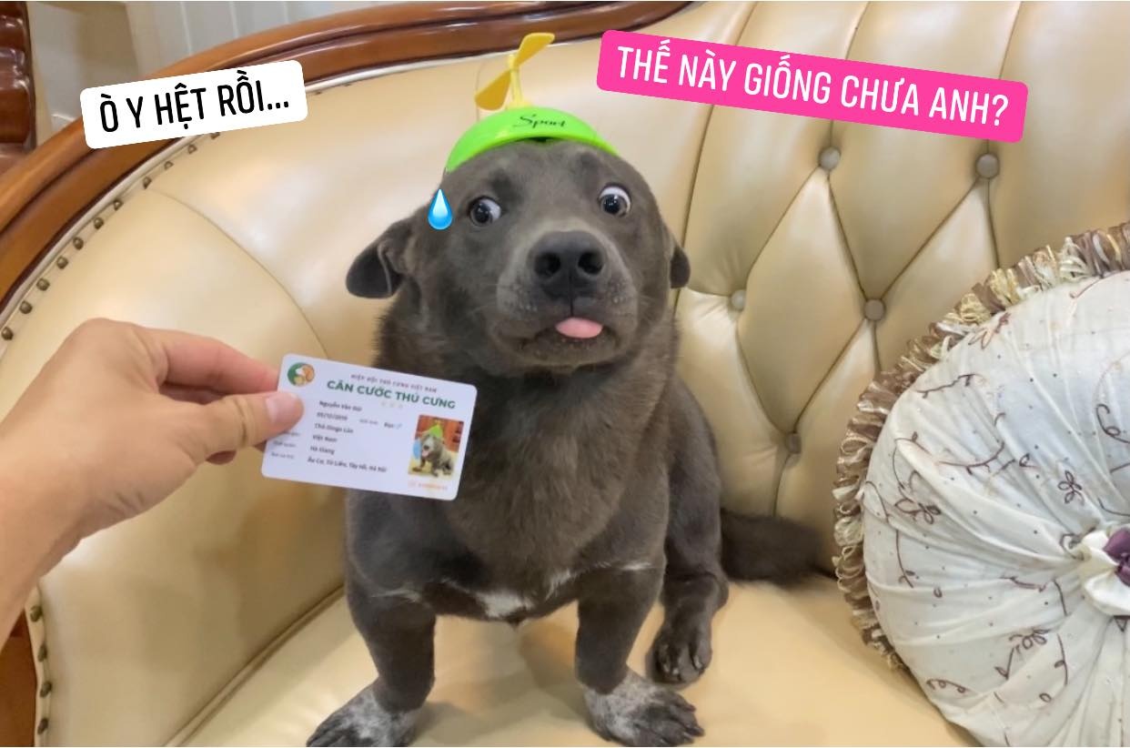 chú mèo lạc lạc ảnh 9 chu meo lac lac anh 9