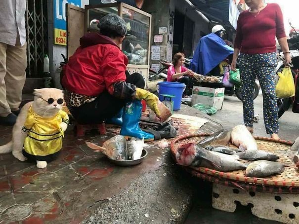 chú mèo lạc lạc ảnh 12 chu meo lac lac anh 12