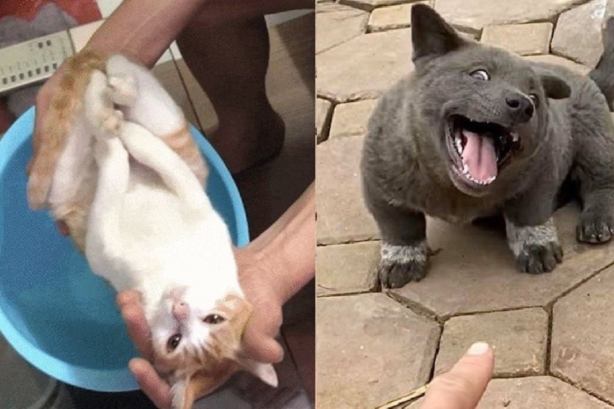 4 chu cho, meo o Viet Nam thanh hien tuong mang the gioi hinh anh