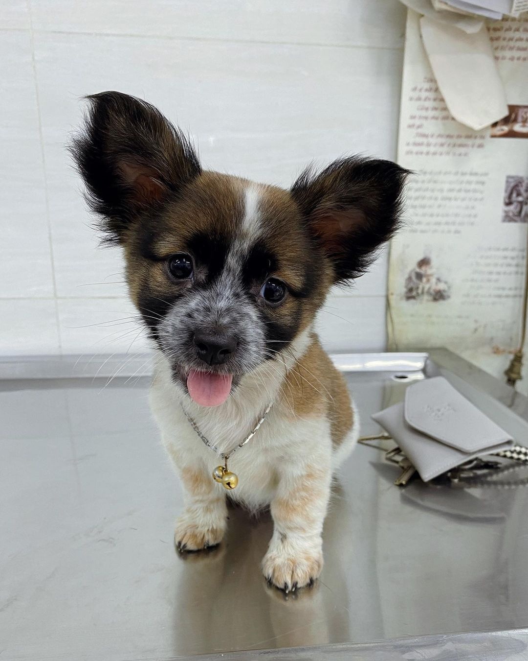 nhận nuôi chó cưng ảnh 4 nhan nuoi cho cung anh 4