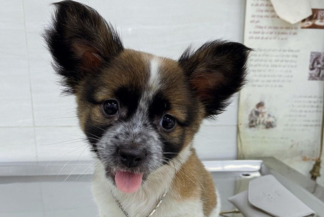 Cho con duoc nhan nuoi sau khi bi bo roi o TP.HCM hinh anh