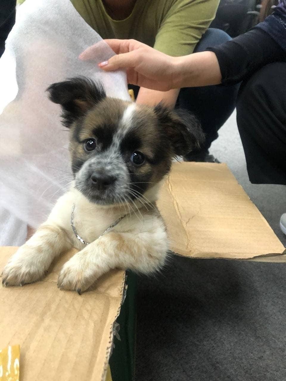 nhận nuôi chó cưng ảnh 1 nhan nuoi cho cung anh 1