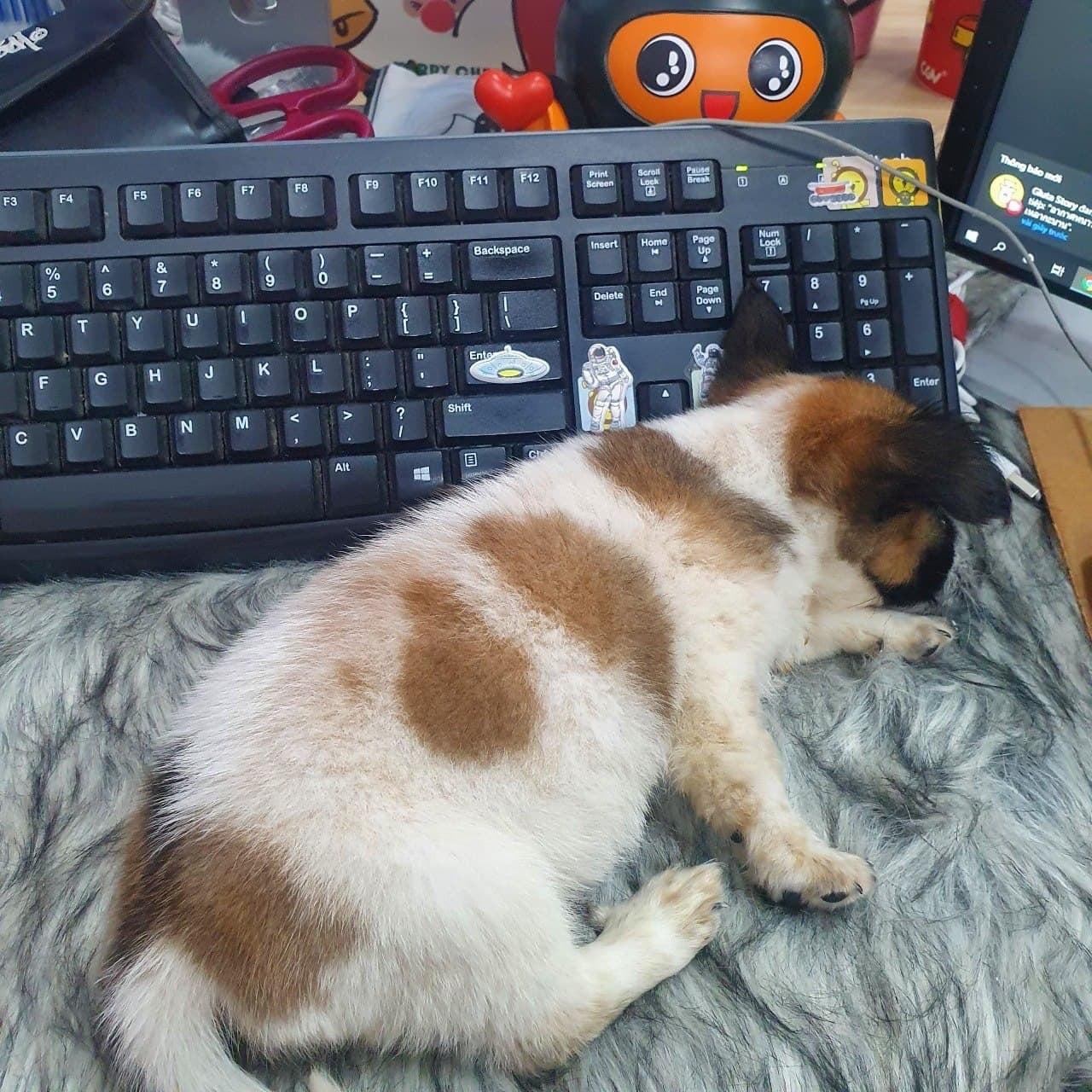 nhận nuôi chó cưng ảnh 2 nhan nuoi cho cung anh 2