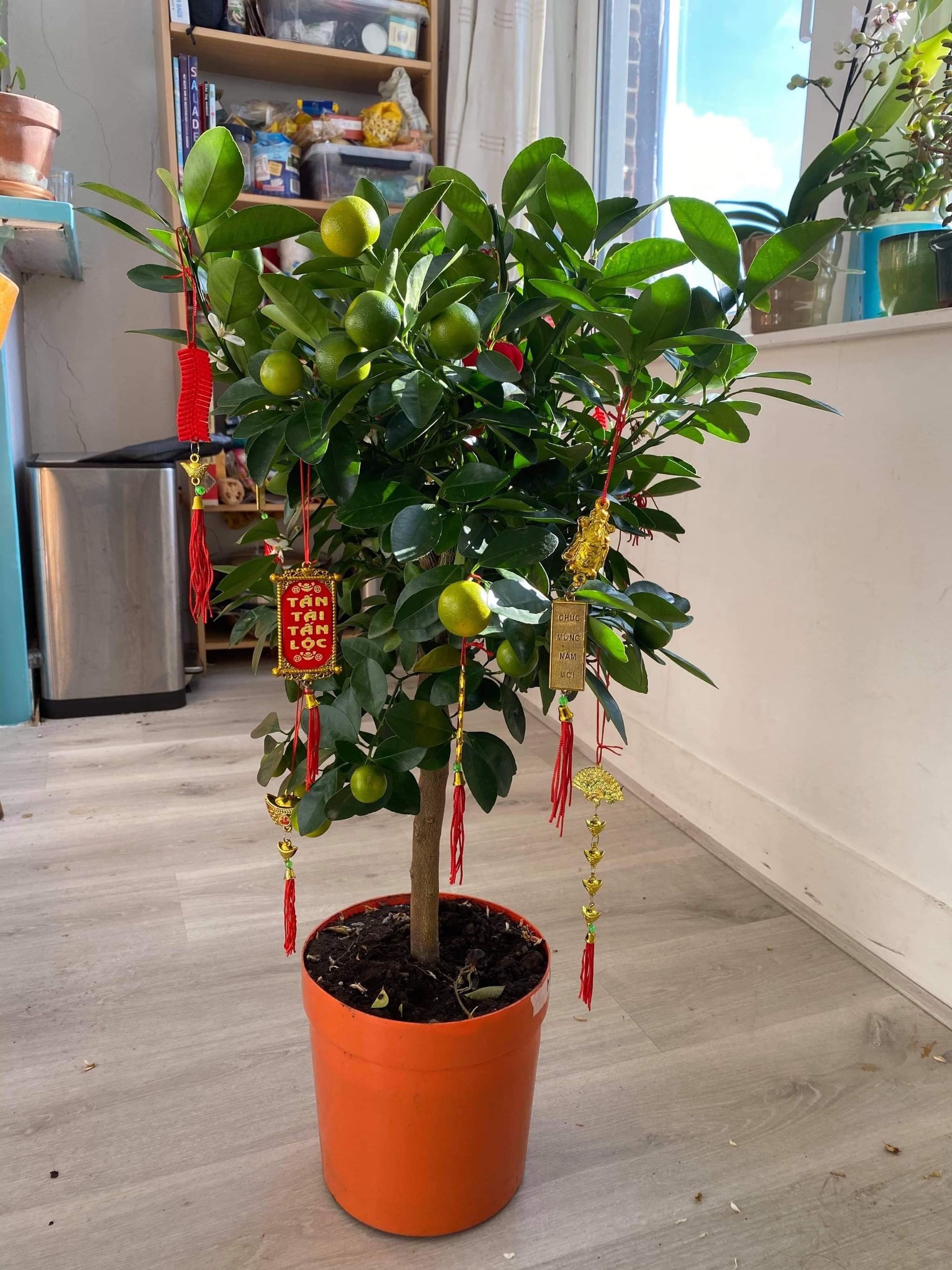 người việt ở nước ngoài đón tết ảnh 6 nguoi viet o nuoc ngoai don tet anh 6