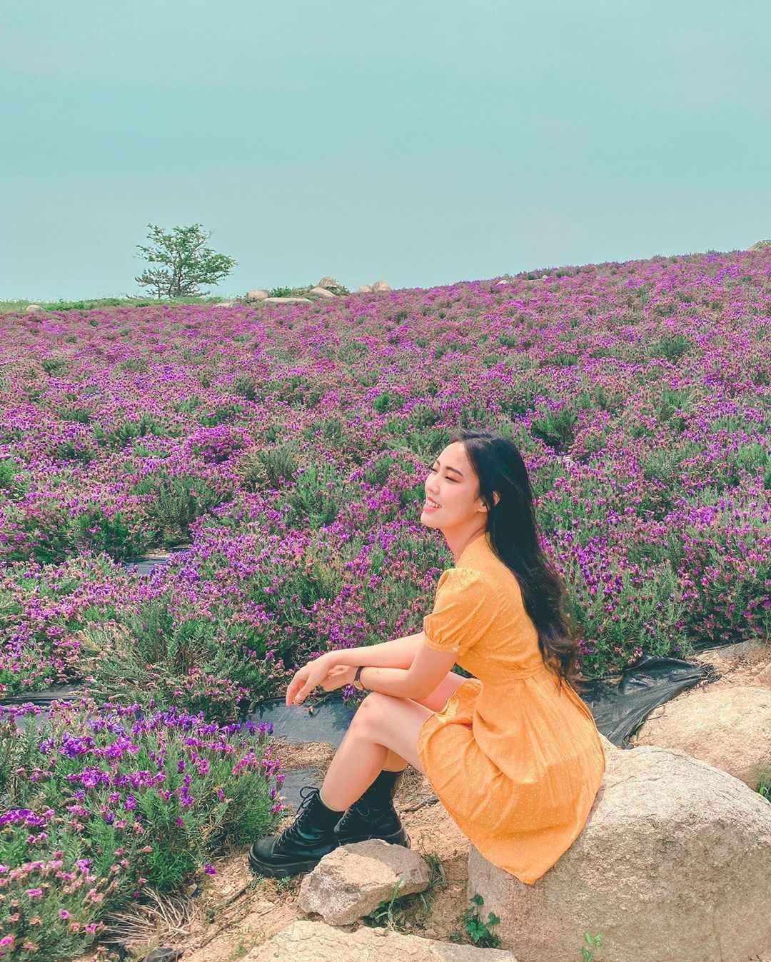 đảo tím Hàn Quốc ảnh 2 dao tim Han Quoc anh 2