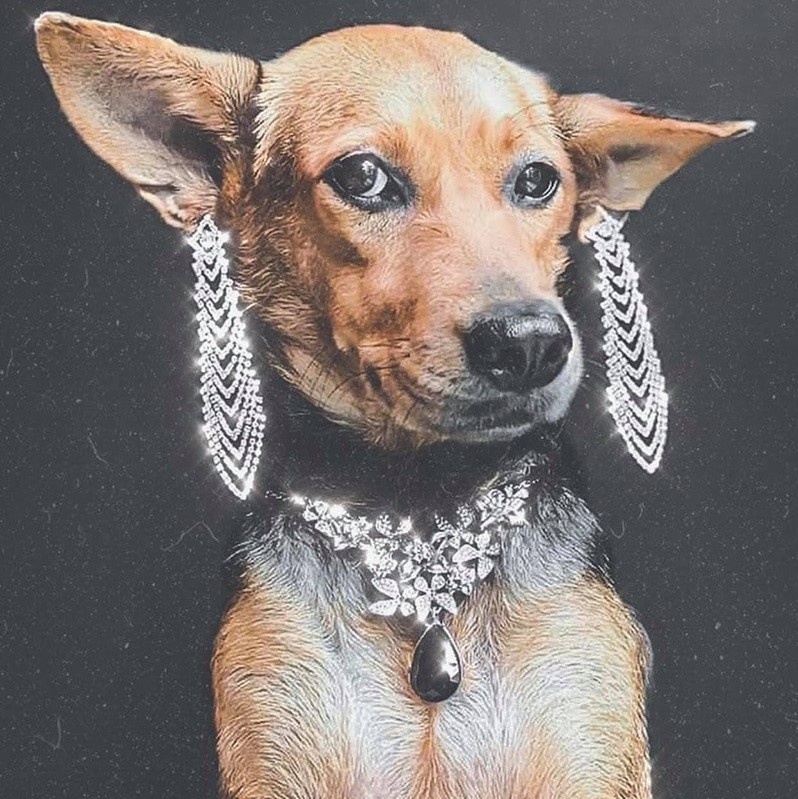 chú chó nổi tiếng ảnh 5 chu cho noi tieng anh 5