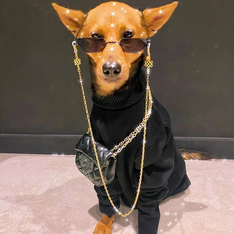 chú chó nổi tiếng ảnh 4 chu cho noi tieng anh 4