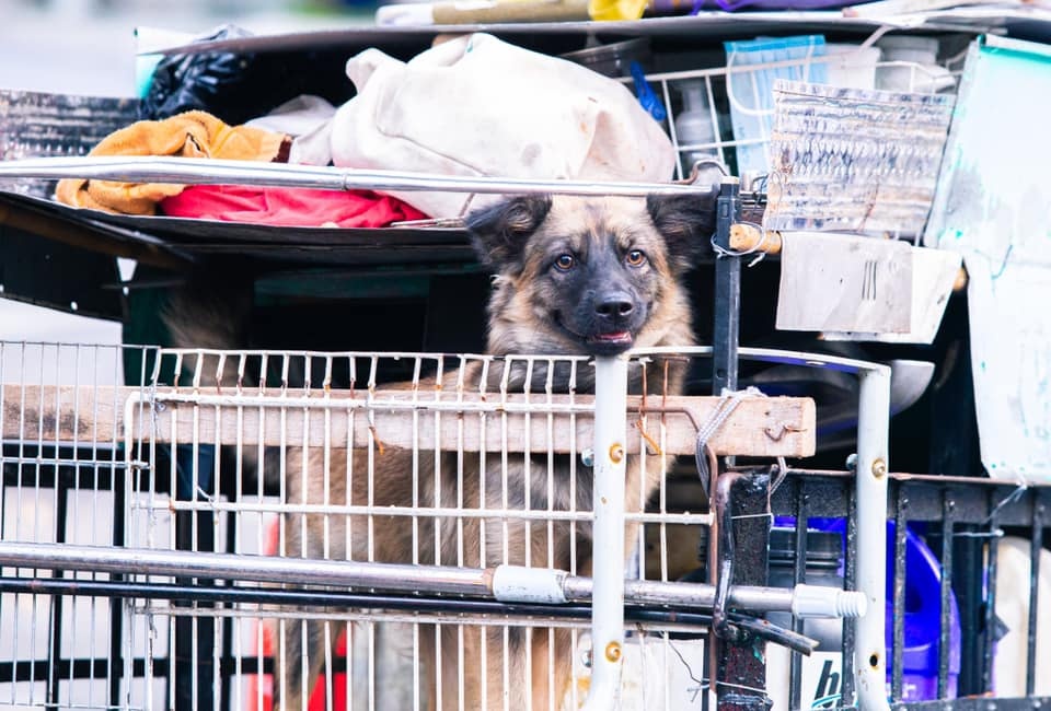 com tu thien mua dich anh 7