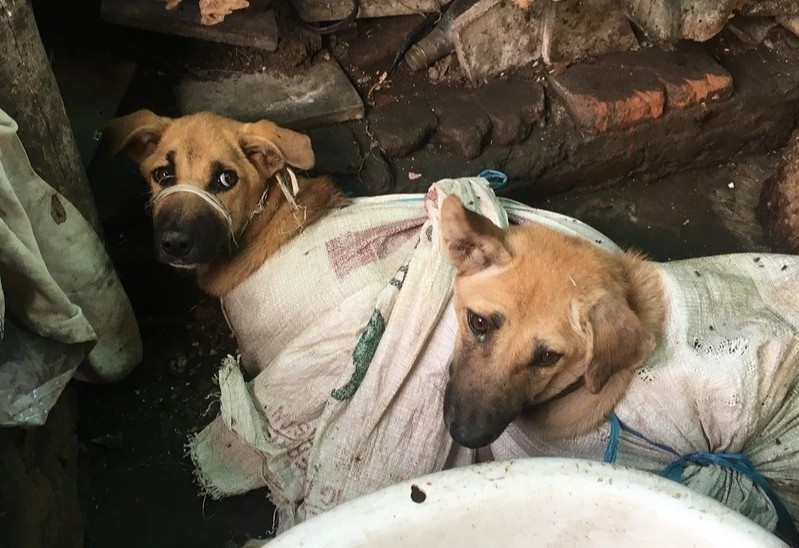 Indonesia xu phat nguoi buon ban thit cho hinh anh