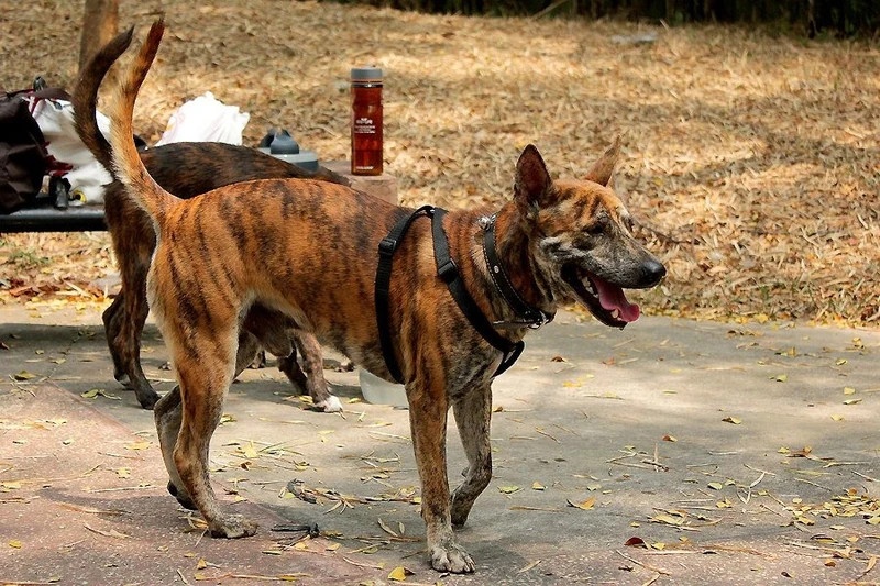 cam an thit cho o indonesia anh 1