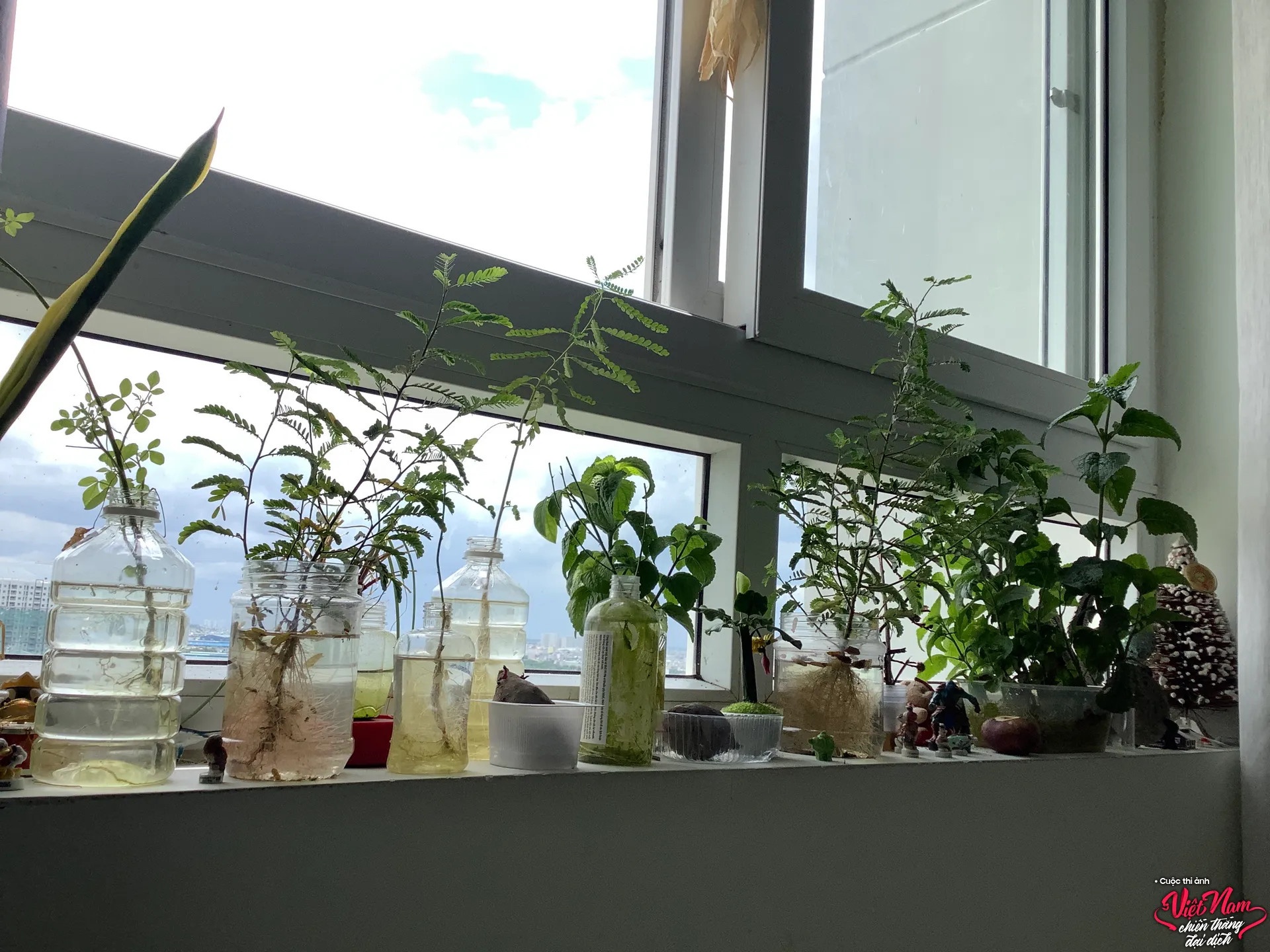 cuoc thi anh viet nam quyet thang dai dich anh 4