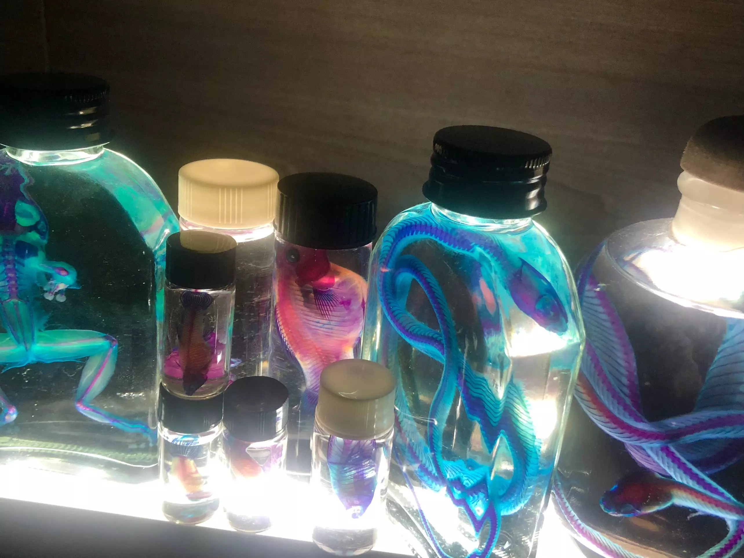 nhuom mau xuong ca anh 2