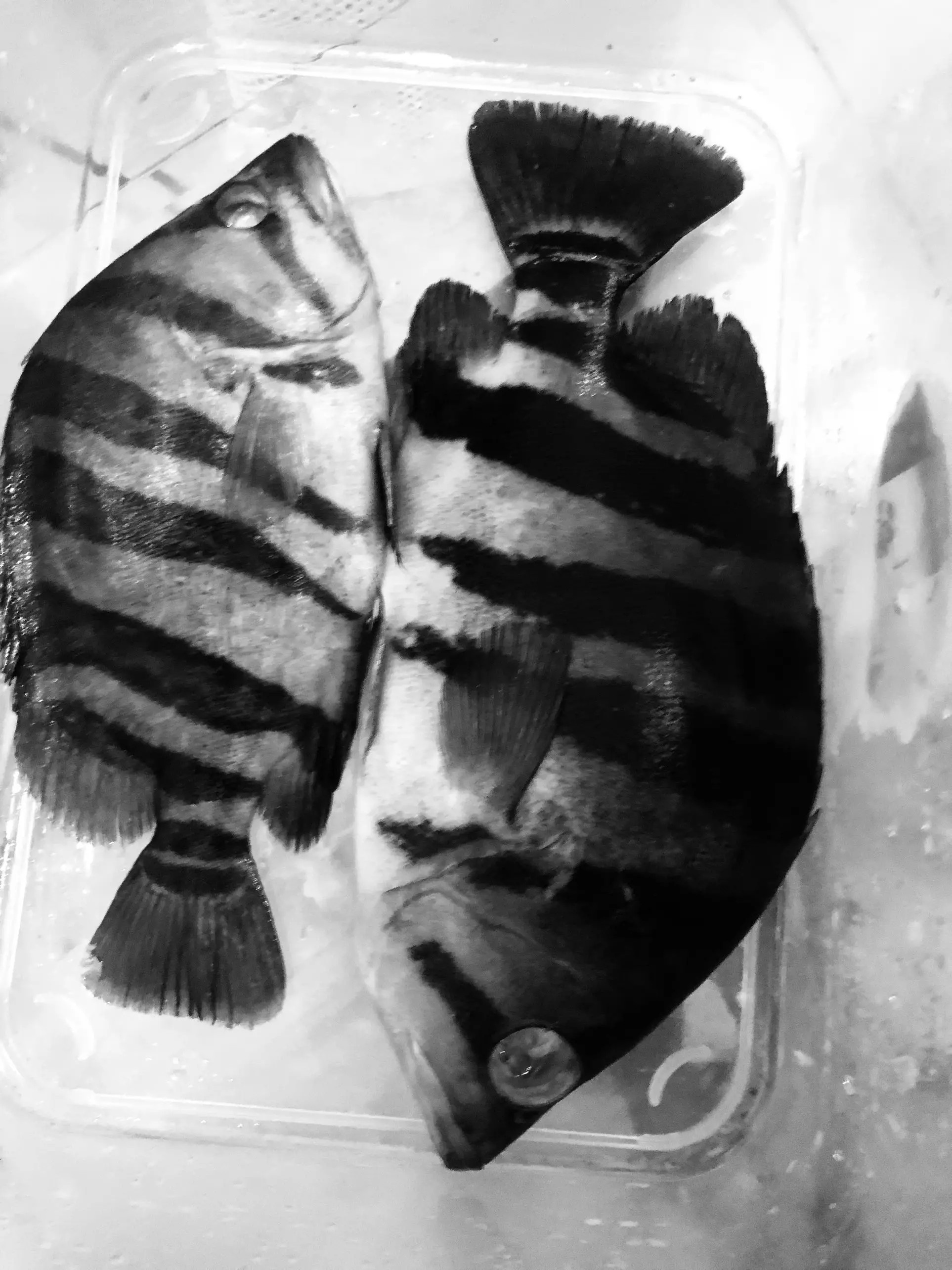 nhuom mau xuong ca anh 3