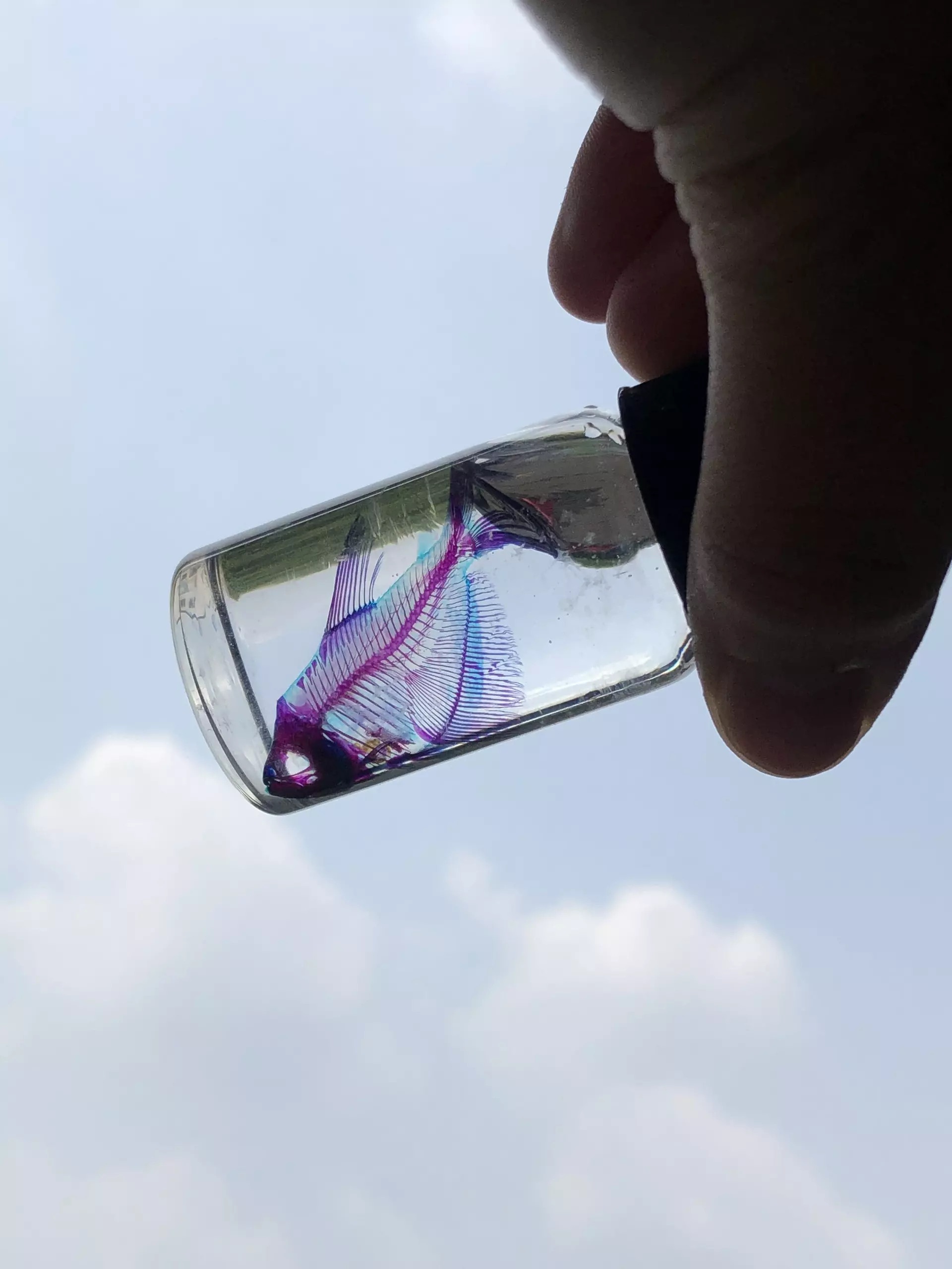 nhuom mau xuong ca anh 7