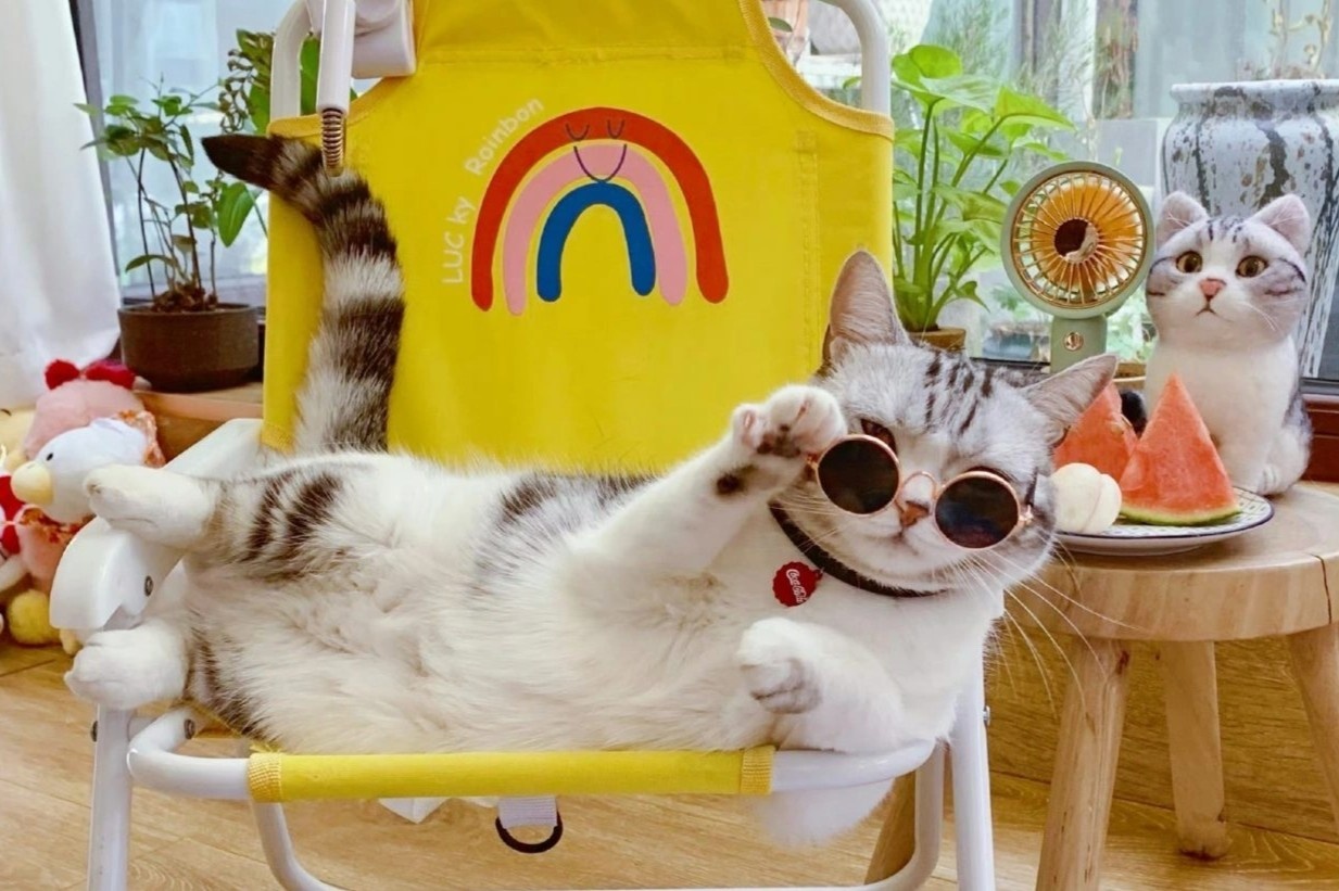 Nhung cho, meo giup chu lam giau o Trung Quoc hinh anh