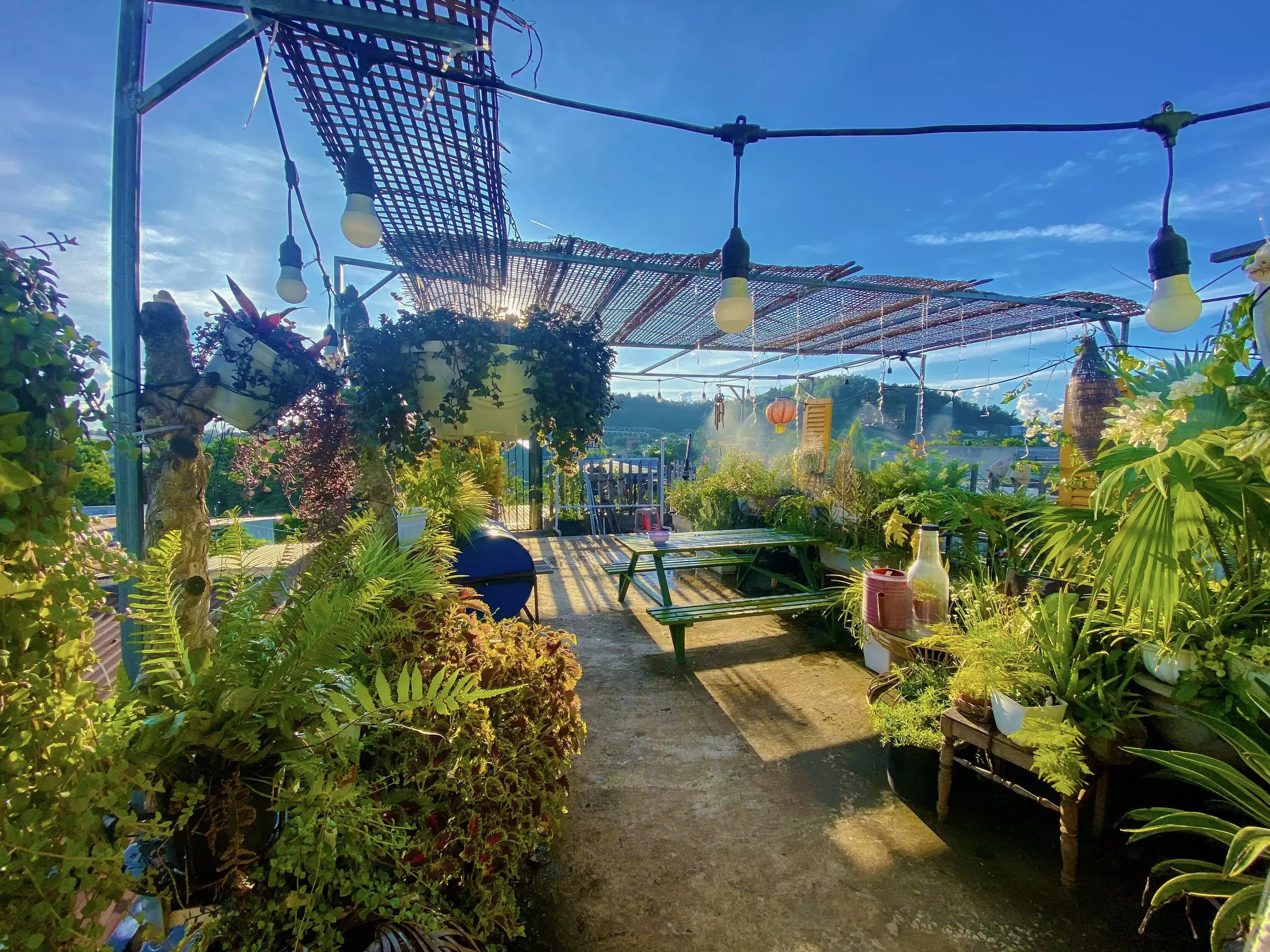 bien san thuong thanh vuon cay anh 2