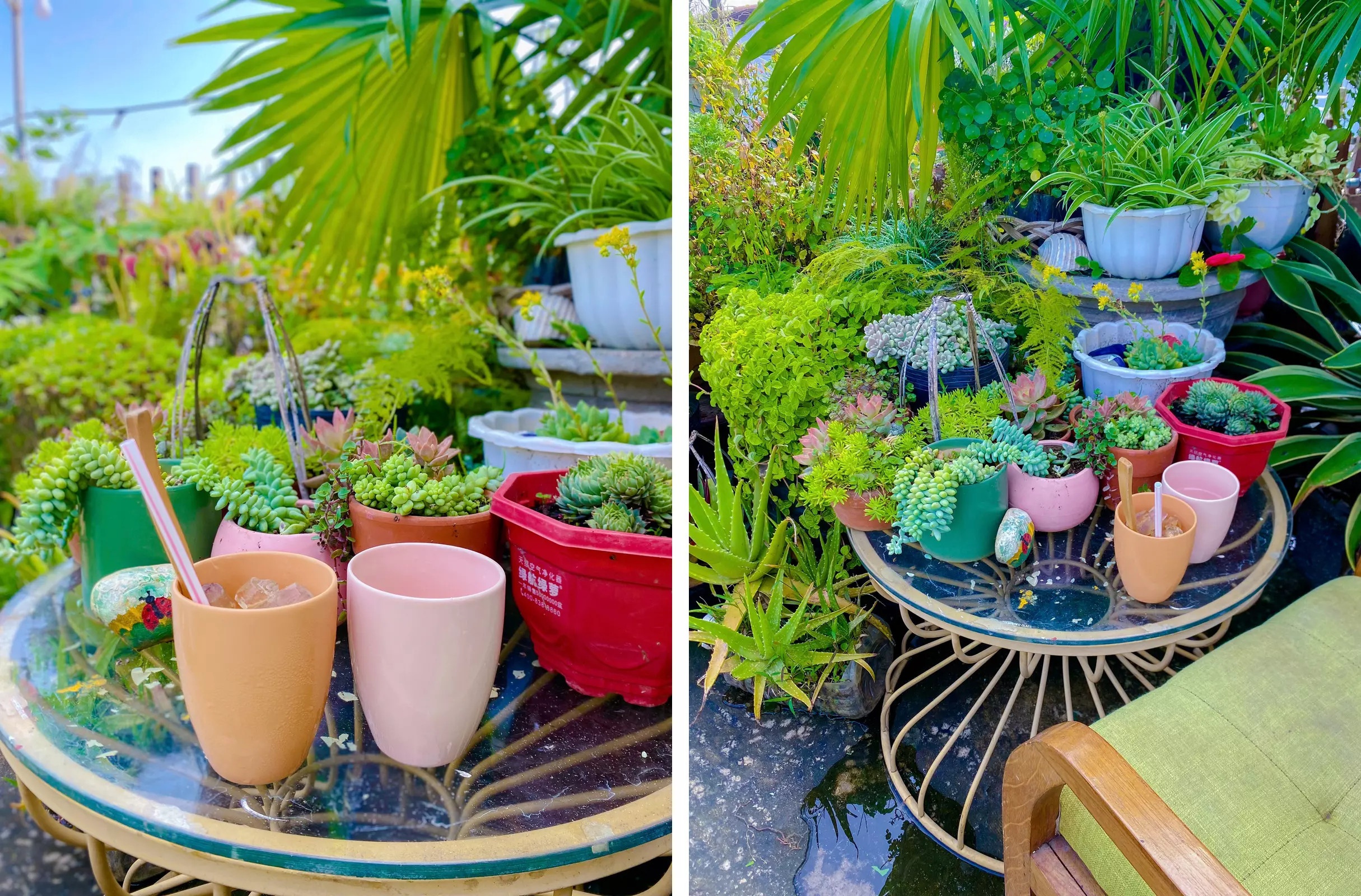 bien san thuong thanh vuon cay anh 5