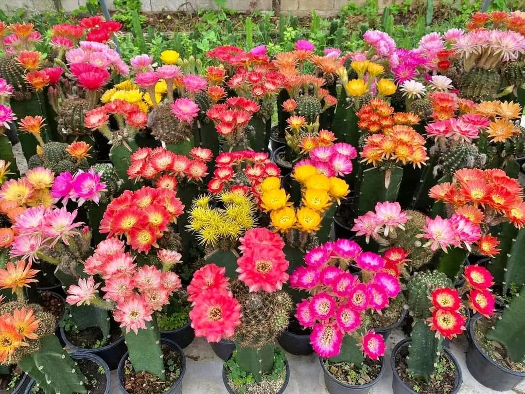 vuon hoa xuong rong lon nhat viet nam anh 1